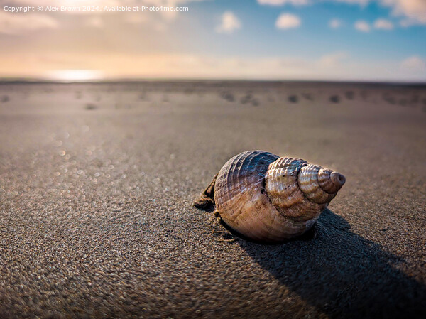 A shell in the sand  Picture Board by Alex Brown
