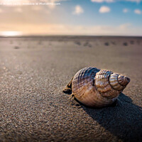 Buy canvas prints of A shell in the sand  by Alex Brown