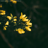 Buy canvas prints of Yellow gorse flowers  by Alex Brown
