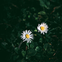 Buy canvas prints of Daisy Daisies by Alex Brown