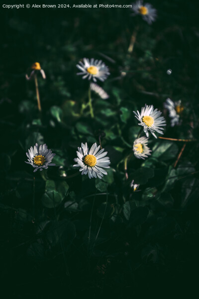 Group of White Daisies Picture Board by Alex Brown