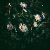 Buy canvas prints of Group of White Daisies by Alex Brown