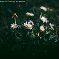 Buy canvas prints of Daisy Collection by Alex Brown