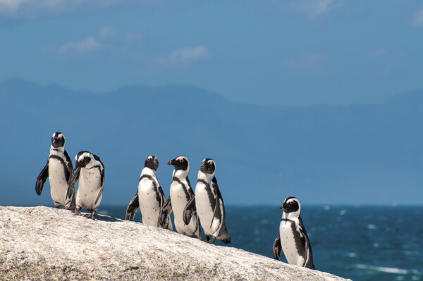 African Penguins Picture Board by Fabrizio Troiani