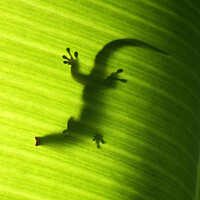Buy canvas prints of Seychelles small day gecko by Fabrizio Troiani