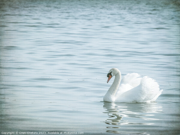Graceful white swan (Cygnus olor) swimming on a lake or sea Picture Board by Cristi Croitoru