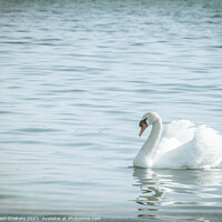 Buy canvas prints of Graceful white swan (Cygnus olor) swimming on a lake or sea by Cristi Croitoru