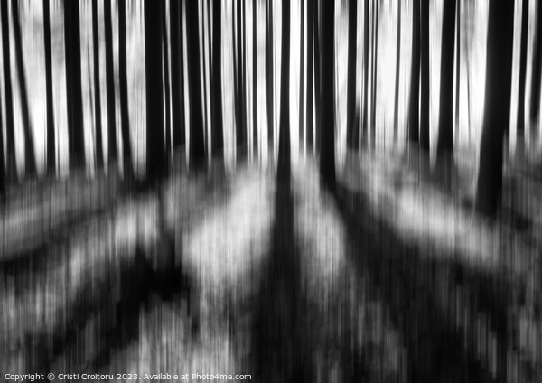  Dark moody forest. Picture Board by Cristi Croitoru