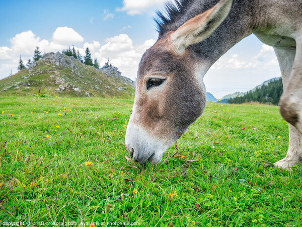 Donkey grazing.  Picture Board by Cristi Croitoru