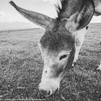 Buy canvas prints of Donkey grazing.  by Cristi Croitoru