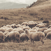 Buy canvas prints of A flock of sheep grazing by Cristi Croitoru