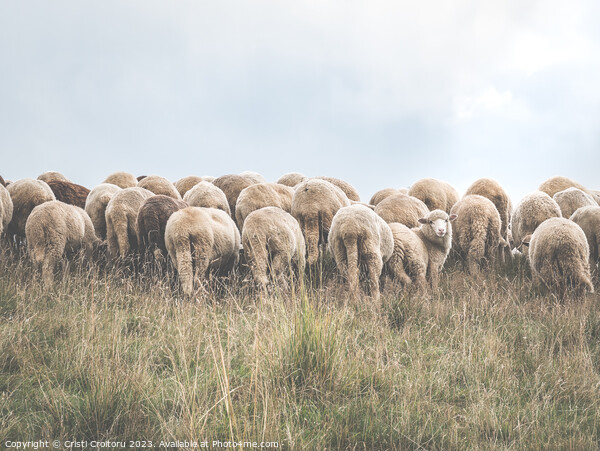 A flock of sheep grazing Picture Board by Cristi Croitoru