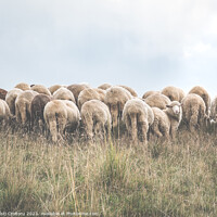 Buy canvas prints of A flock of sheep grazing by Cristi Croitoru