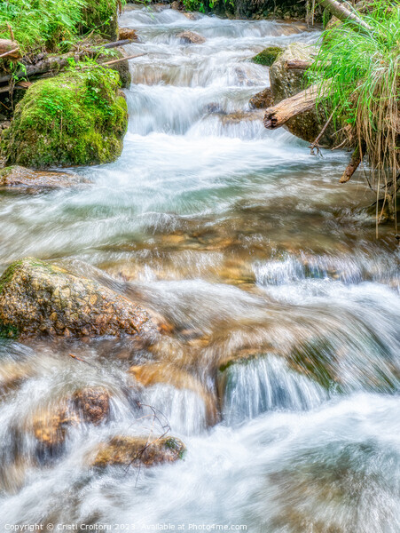 Stream flowing smoothly in the forest. Picture Board by Cristi Croitoru