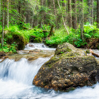 Buy canvas prints of Stream flowing smoothly in the forest. by Cristi Croitoru