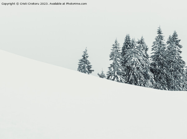 Winter landscape. Picture Board by Cristi Croitoru