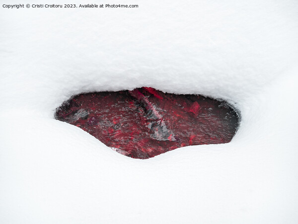 Beneath the  snow Picture Board by Cristi Croitoru