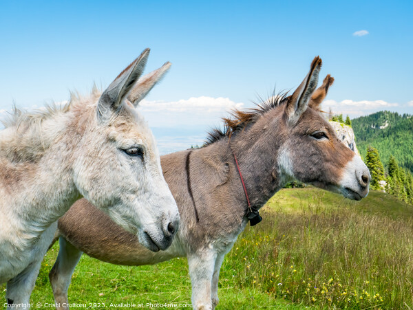 Two cute donkeys. Picture Board by Cristi Croitoru