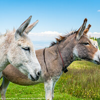 Buy canvas prints of Two cute donkeys. by Cristi Croitoru