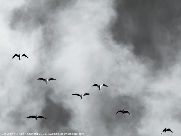 Seagulls Picture Board by Cristi Croitoru