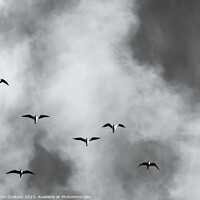 Buy canvas prints of Seagulls by Cristi Croitoru