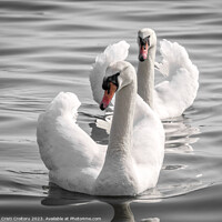 Buy canvas prints of Two graceful white swans. by Cristi Croitoru