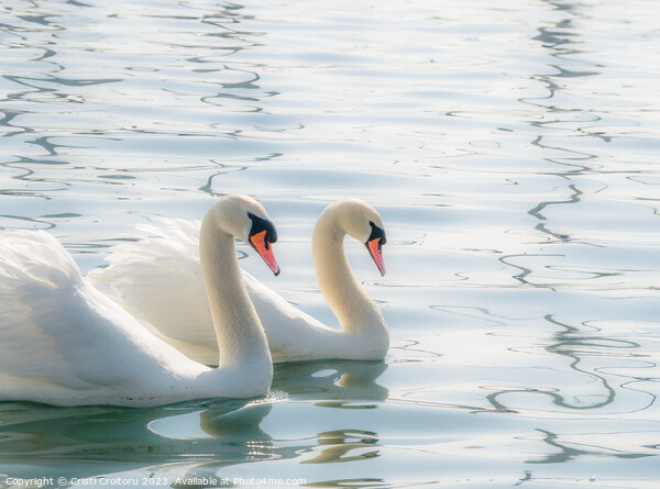 Two graceful white swans. Picture Board by Cristi Croitoru