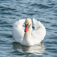 Buy canvas prints of Graceful white swan. by Cristi Croitoru