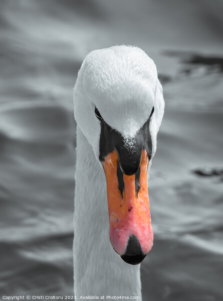Head of a white swan. Picture Board by Cristi Croitoru