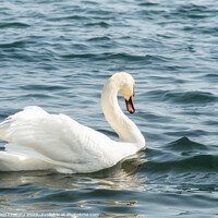 Buy canvas prints of Graceful white swan. by Cristi Croitoru