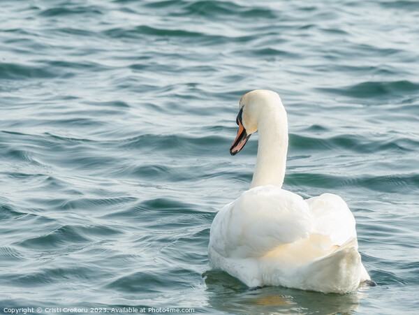 Graceful white swan. Picture Board by Cristi Croitoru