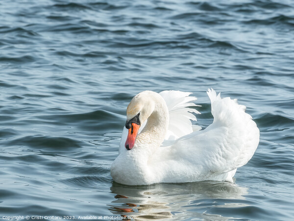 Graceful white swan. Picture Board by Cristi Croitoru