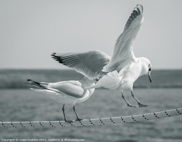 Seagulls. Picture Board by Cristi Croitoru