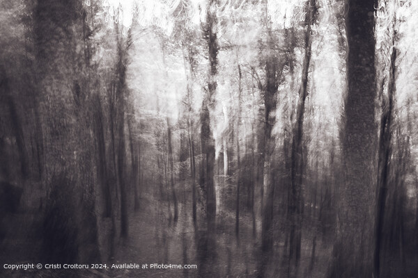 Abstract forest Picture Board by Cristi Croitoru