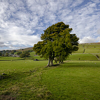 Buy canvas prints of Healaugh, Swaledale by Steve Smith