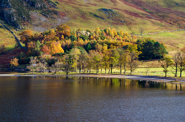 Autumn In Buttermere Picture Board by Steve Smith