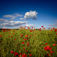Buy canvas prints of Fields Of Red by Steve Smith