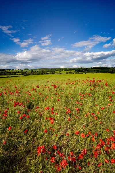 Richmond Poppies Picture Board by Steve Smith