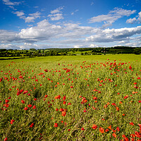 Buy canvas prints of Richmond Poppies by Steve Smith