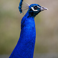 Buy canvas prints of Peacock by Steve Smith