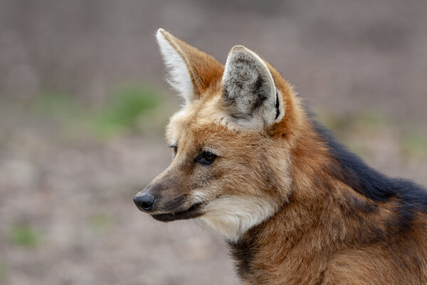 Maned Wolf Picture Board by Steve Smith