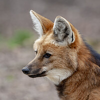 Buy canvas prints of Maned Wolf by Steve Smith