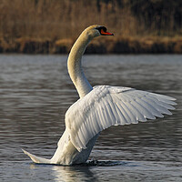 Buy canvas prints of River Waal Swan by Steve Smith