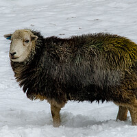 Buy canvas prints of Herdwick Sheep by Steve Smith