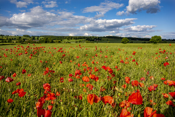 Gilling West Poppies Picture Board by Steve Smith