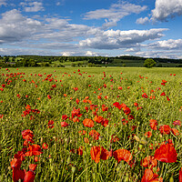 Buy canvas prints of Gilling West Poppies by Steve Smith