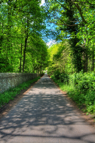 Tranquil Pathway to Easby Abbey Picture Board by Steve Smith
