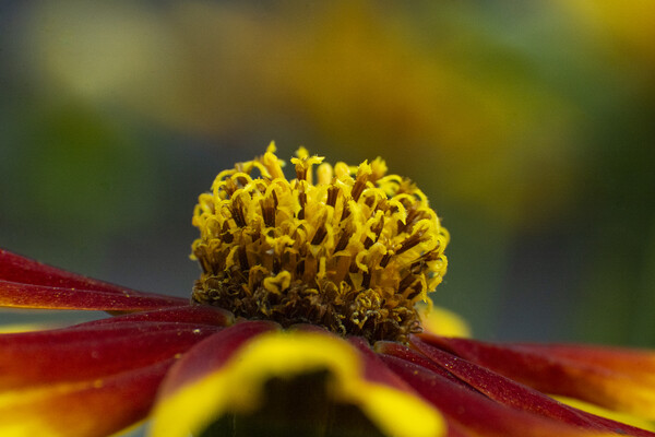 Rudbeckia Picture Board by Steve Smith