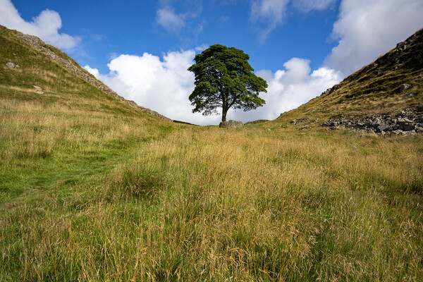 Sycamore Gap Picture Board by Steve Smith