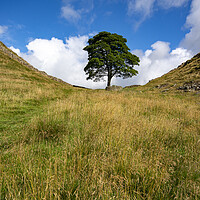 Buy canvas prints of Sycamore Gap by Steve Smith